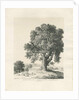 Shugborough Park - Ash Tree: pen and ink drawing, 1836 by Thomas Peploe Wood