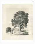Shugborough Park - Ash Tree: pen and ink drawing, 1836 by Thomas Peploe Wood