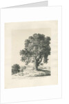 Shugborough Park - Ash Tree: pen and ink drawing, 1836 by Thomas Peploe Wood