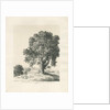 Shugborough Park - Ash Tree: pen and ink drawing, 1836 by Thomas Peploe Wood