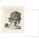 Shugborough Park - Ash Tree: pen and ink drawing, 1836 by Thomas Peploe Wood