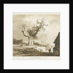 Norbury Village - 'The Norbury Elm' by Thomas Peploe Wood
