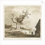 Norbury Village - 'The Norbury Elm' by Thomas Peploe Wood