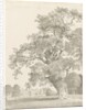 Tixall - Oak Tree: pen and wash drawing, 1837 by Thomas Peploe Wood