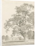Tixall - Oak Tree: pen and wash drawing, 1837 by Thomas Peploe Wood