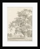 Tixall - Oak Tree: pen and wash drawing, 1837 by Thomas Peploe Wood