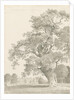Tixall - Oak Tree: pen and wash drawing, 1837 by Thomas Peploe Wood