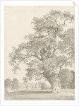 Tixall - Oak Tree: pen and wash drawing, 1837 by Thomas Peploe Wood