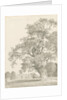 Tixall - Oak Tree: pen and wash drawing, 1837 by Thomas Peploe Wood