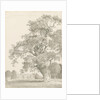 Tixall - Oak Tree: pen and wash drawing, 1837 by Thomas Peploe Wood