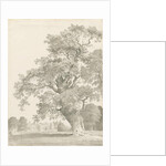 Tixall - Oak Tree: pen and wash drawing, 1837 by Thomas Peploe Wood