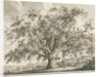 Tutbury - 'Wych Elm': etching by Jacob George Strutt