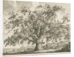 Tutbury - 'Wych Elm': etching by Jacob George Strutt