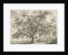 Tutbury - 'Wych Elm': etching by Jacob George Strutt