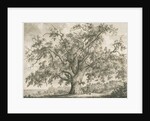 Tutbury - 'Wych Elm': etching by Jacob George Strutt