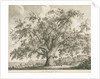 Tutbury - 'Wych Elm': etching by Jacob George Strutt