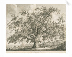 Tutbury - 'Wych Elm': etching by Jacob George Strutt
