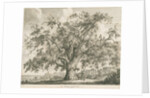 Tutbury - 'Wych Elm': etching by Jacob George Strutt