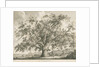 Tutbury - 'Wych Elm': etching by Jacob George Strutt