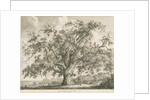 Tutbury - 'Wych Elm': etching by Jacob George Strutt
