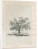 Tutbury - 'Wych Elm' by Jacob George Strutt