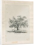 Tutbury - 'Wych Elm' by Jacob George Strutt