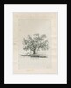 Tutbury - 'Wych Elm' by Jacob George Strutt
