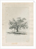 Tutbury - 'Wych Elm' by Jacob George Strutt
