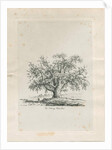Tutbury - 'Wych Elm' by Jacob George Strutt