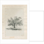 Tutbury - 'Wych Elm' by Jacob George Strutt