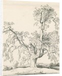 Tutbury - 'Wych Elm': pen and ink drawing, 1836 by Thomas Peploe Wood