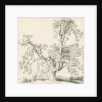 Tutbury - 'Wych Elm': pen and ink drawing, 1836 by Thomas Peploe Wood