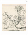 Tutbury - 'Wych Elm': pen and ink drawing, 1836 by Thomas Peploe Wood