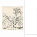 Tutbury - 'Wych Elm': pen and ink drawing, 1836 by Thomas Peploe Wood