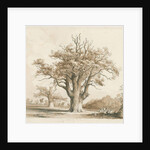 Teddesley Hall - Oak Trees by Thomas Peploe Wood