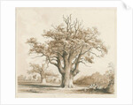Teddesley Hall - Oak Trees by Thomas Peploe Wood