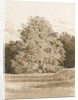 Wrottesley Hall - The Shrubbery: sepia drawing, 1820 by Cornelius Varley