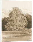 Wrottesley Hall - The Shrubbery: sepia drawing, 1820 by Cornelius Varley