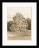 Wrottesley Hall - The Shrubbery: sepia drawing, 1820 by Cornelius Varley