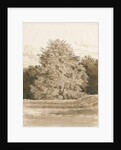 Wrottesley Hall - The Shrubbery: sepia drawing, 1820 by Cornelius Varley