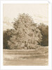Wrottesley Hall - The Shrubbery: sepia drawing, 1820 by Cornelius Varley