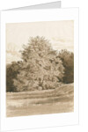 Wrottesley Hall - The Shrubbery: sepia drawing, 1820 by Cornelius Varley