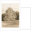 Wrottesley Hall - The Shrubbery: sepia drawing, 1820 by Cornelius Varley