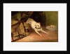 Dog Chasing a Rat by Briton Riviere