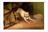 Dog Chasing a Rat by Briton Riviere