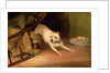 Dog Chasing a Rat by Briton Riviere