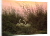 Swans in the Reeds, c.1820 by Caspar David Friedrich