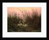 Swans in the Reeds, c.1820 by Caspar David Friedrich
