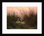 Swans in the Reeds, c.1820 by Caspar David Friedrich