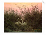 Swans in the Reeds, c.1820 by Caspar David Friedrich